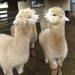 Alpaca Direct discount code